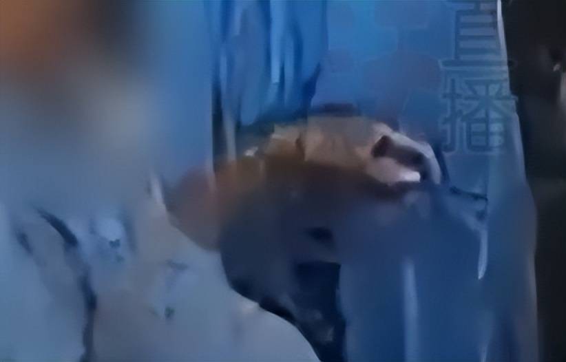 抓获仍狡辩肇事者嚣张至极大闹派出所pg电子平台女子在三亚被猥
